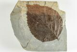 Fossil Leaf (Davidia) - Montana #201334-1